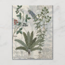 Buscar herbal postales Robinet