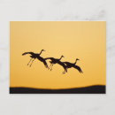 Buscar bosque del apache Refugio