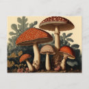 Buscar hongos postales Setas