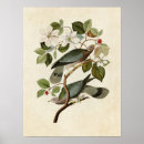 Buscar cirujano posters Pichón