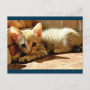 Buscar sweet postales Gatito