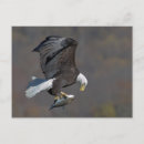 Buscar despredador postales Fauna