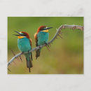 Buscar abeja fotografía Vida silvestre