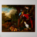 Buscar macaws Jay