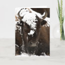 Buscar bisonte tarjetas Invierno