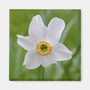 Buscar narcisos imanes Flores