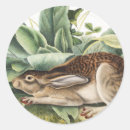 Buscar liebre pegatinas Vida silvestre