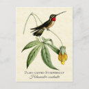 Buscar hummingbird postales Vintage
