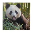 Buscar oso panda azulejos Fauna