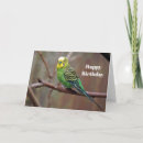 Buscar parakeet tarjetas Budgerigar