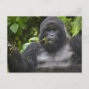 Buscar dorso postales Simio