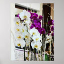 Buscar orquídeas blancas posters Para ella