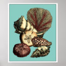 Buscar estelar posters Conchas marinas