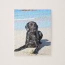 Buscar labrador negro puzzles Animales domésticos