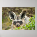 Buscar sabana posters Vida silvestre