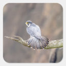 Buscar peregrino pegatinas Raptor