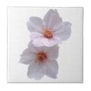 Buscar sakura azulejos Floral