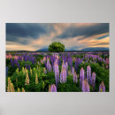 Buscar tekapo posters Nueva zelanda