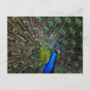 Buscar pavos postales Vida silvestre