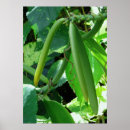 Buscar vainilla posters Botánica