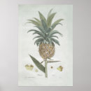 Buscar dibujo botánico posters Retro