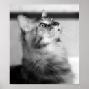 Buscar coon de maine fotografía Gatito