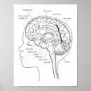 Buscar cerebros posters Medicina