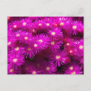 Buscar aster postales Rosa