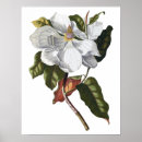 Buscar magnolia decoracion Para ellos