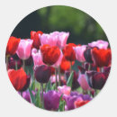 Buscar tulips pegatinas Colorido