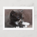 Buscar bigote blanco postales Gatito