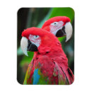 Buscar loros imanes Aves