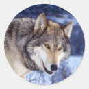 Buscar lobo gris pegatinas Foto
