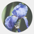 Buscar floral manualidades Iris