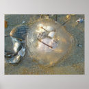 Buscar varado posters Naturaleza