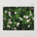 Buscar trébol de 4 hojas postales Verde