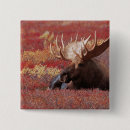 Buscar alaska chapas Alce