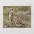 Buscar acinonyx Horizontal