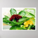 Buscar celosia posters Flores