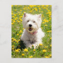 Buscar diente canino Animal joven