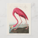 Buscar pink flamingo postales General y unisex