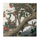 Buscar gorriones azulejos Naturaleza