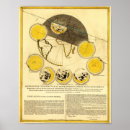 Buscar mapa de la luna posters Fases
