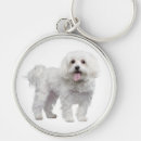 Buscar maltese llaveros Cachorro