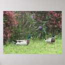 Buscar patos posters General y unisex