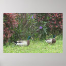Buscar patos silvestres posters Aves
