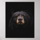 Buscar oso marrón posters Árbol