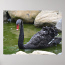 Buscar cisnes posters Negro