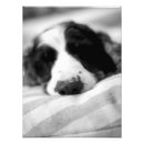 Buscar nariz de perro posters Perros