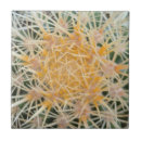 Buscar cactus amarillos azulejos Planta